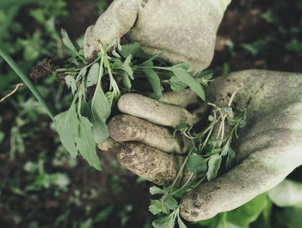 5 Spiritual Meanings of Dreaming about weeds