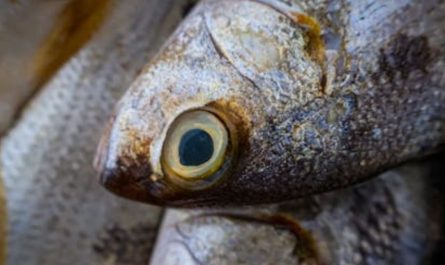 5 Spiritual Meanings of Dream about eating tuna