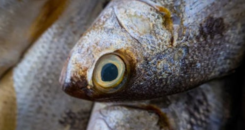 5 Spiritual Meanings of Dream about eating tuna