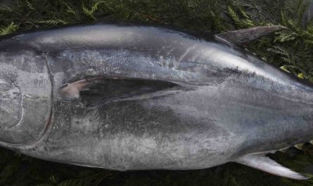 17 Spiritual Meanings of Dreaming of Tuna