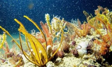 10 Spiritual Meanings of Dreaming of Coral