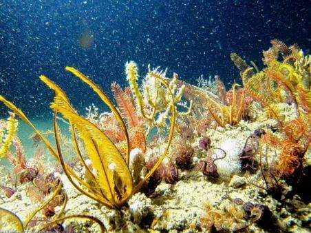 10 Spiritual Meanings of Dreaming of Coral