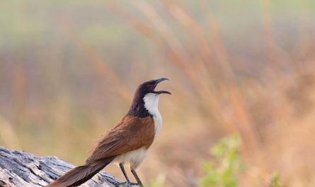 7 Spiritual Meanings of Dreaming of Cuckoo