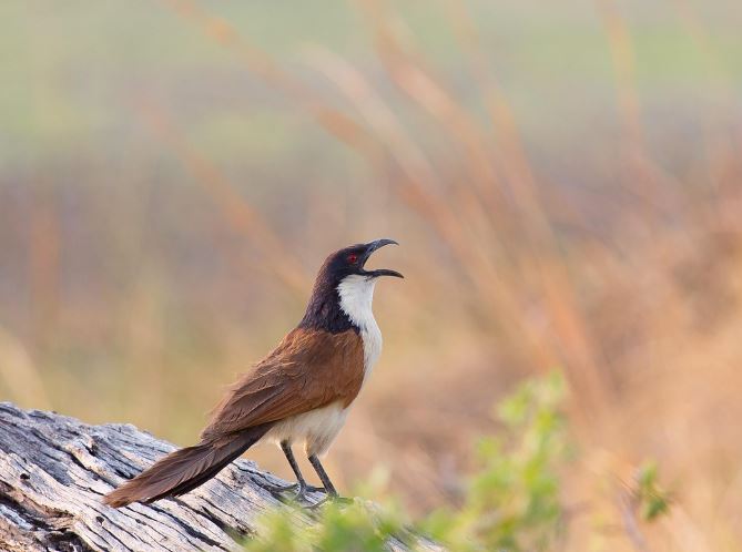 7 Spiritual Meanings of Dreaming of Cuckoo