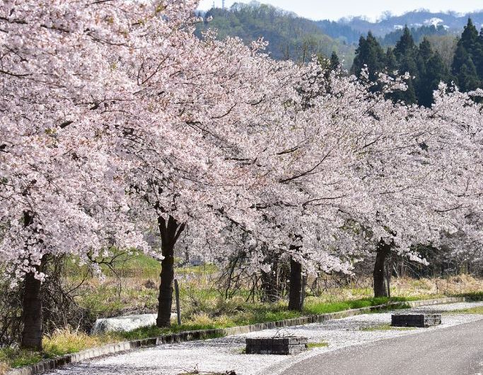 7 Spiritual Meanings of Dream about flower path