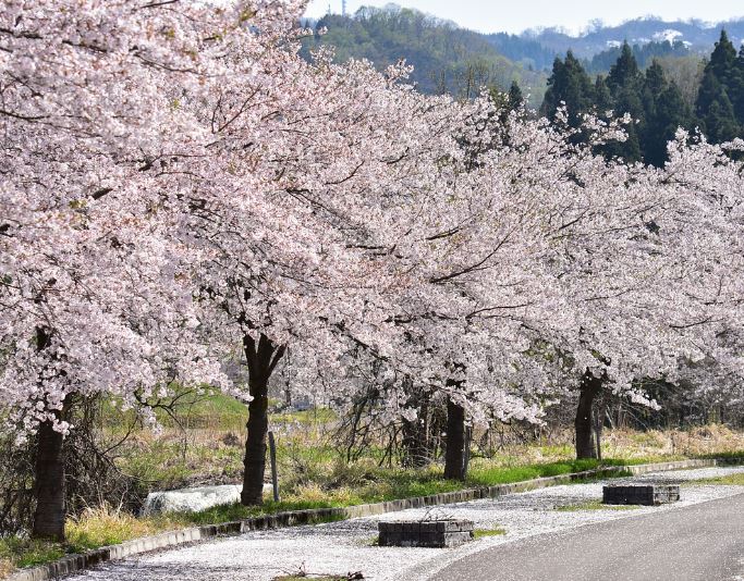 7 Spiritual Meanings of Dream about flower path