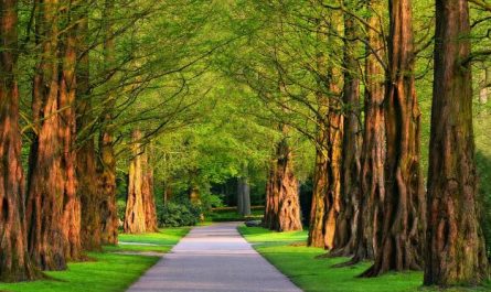 7 Spiritual Meanings of Dream about park
