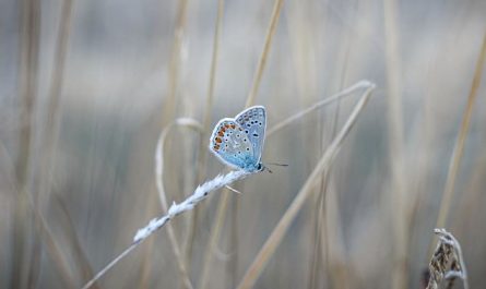 10 Spiritual Meanings of Dream about butterflies