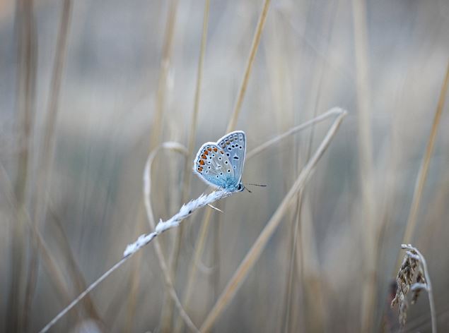 10 Spiritual Meanings of Dream about butterflies