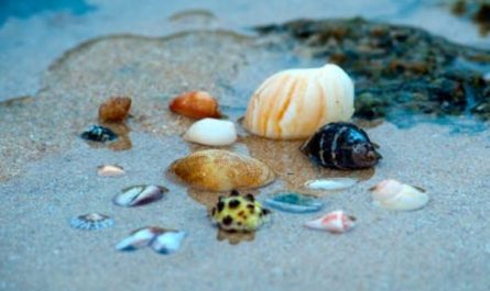 9 Spiritual Meanings of Dreaming of Being a Seashell