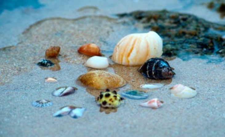 9 Spiritual Meanings of Dreaming of Being a Seashell