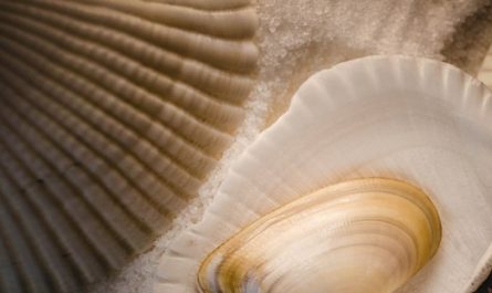14 Spiritual Meanings of Dreaming of Large Clams