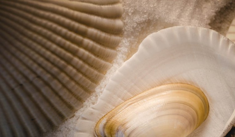 14 Spiritual Meanings of Dreaming of Large Clams
