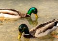 16 Spiritual Meanings of Dreaming of Mallards