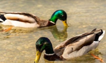 16 Spiritual Meanings of Dreaming of Mallards