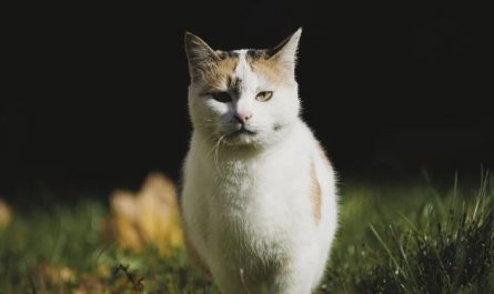 17 Spiritual Meanings of Dreaming of a White Cat