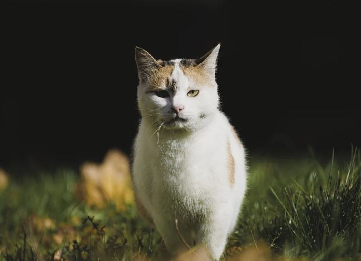 17 Spiritual Meanings of Dreaming of a White Cat