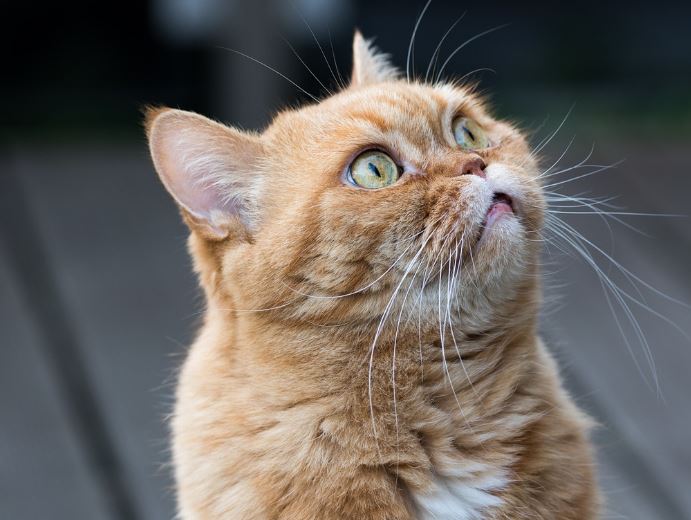 16 Spiritual Meanings of Dreaming of a Yellow Cat