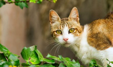 15 Spiritual Meanings of Dreaming of a Cheese Cat