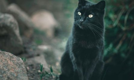 12 Spiritual Meanings of Dreaming of a Black Cat