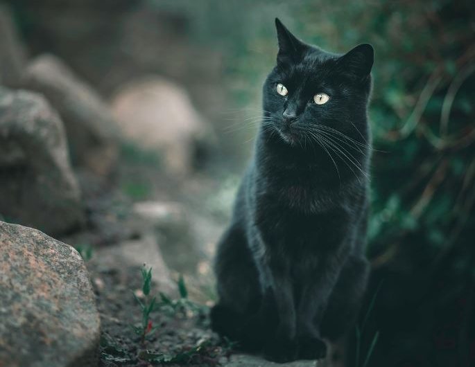 12 Spiritual Meanings of Dreaming of a Black Cat