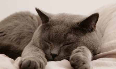 13 Spiritual Meanings of Dreaming of a Gray Cat