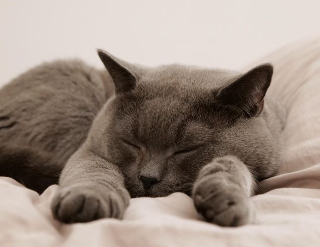 13 Spiritual Meanings of Dreaming of a Gray Cat