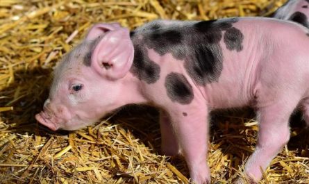 14 Spiritual Meanings of Dreaming of Piglets