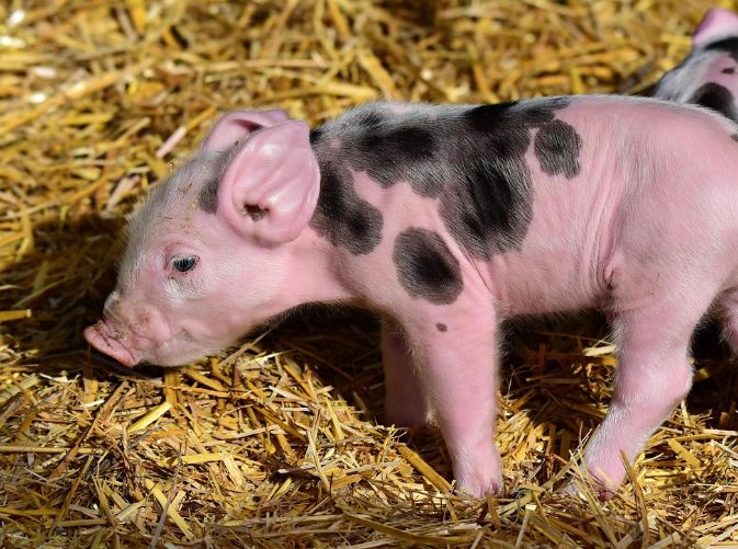 14 Spiritual Meanings of Dreaming of Piglets