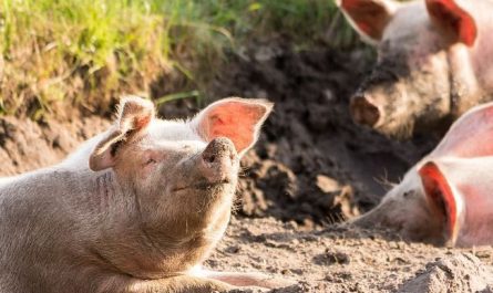 8 Spiritual Meanings of Dreaming of Catching Piglets