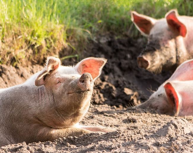 8 Spiritual Meanings of Dreaming of Catching Piglets