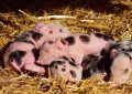 11 Spiritual Meanings of Dreaming of Giving Birth to Piglets