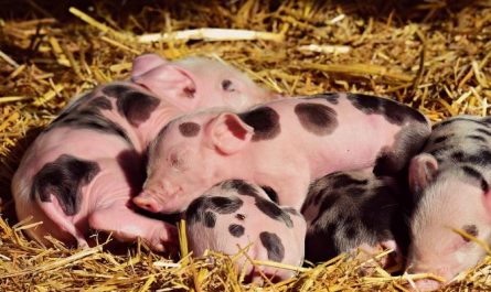 11 Spiritual Meanings of Dreaming of Giving Birth to Piglets