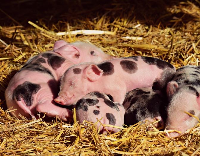 11 Spiritual Meanings of Dreaming of Giving Birth to Piglets