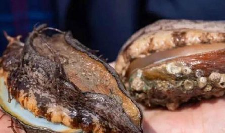 16 Spiritual Meanings of Dreaming of Picking Up Abalone