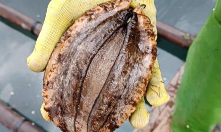 16 Spiritual Meanings of Dreaming of Picking Abalone