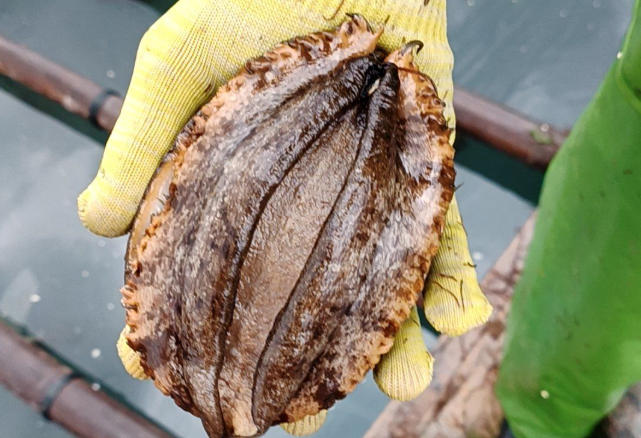 16 Spiritual Meanings of Dreaming of Picking Abalone