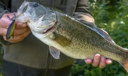 16 Spiritual Meanings of Dream about fishing with your hands