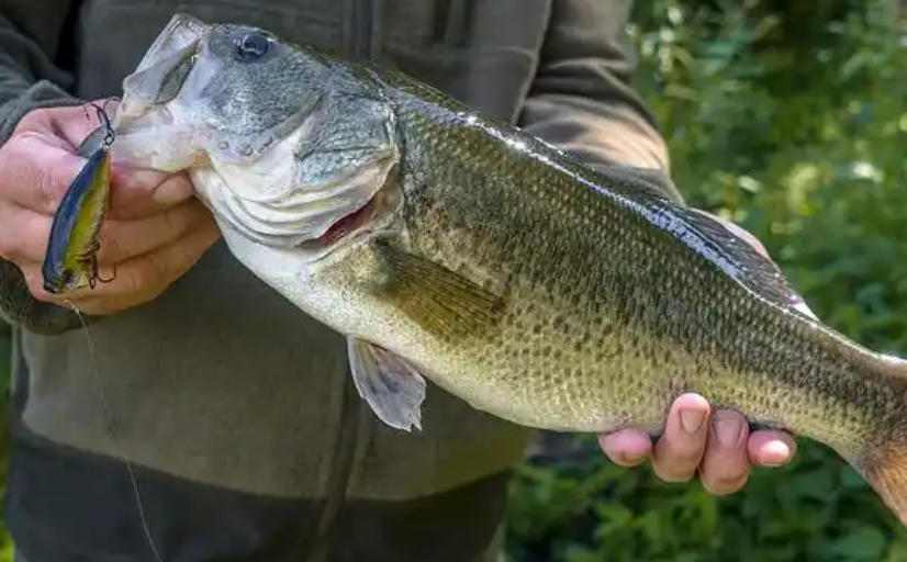 16 Spiritual Meanings of Dream about fishing with your hands