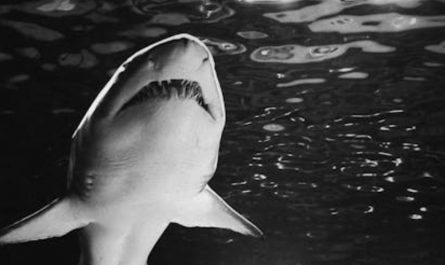 9 Spiritual Meanings of Dreaming About Catching a Shark