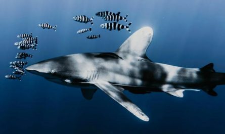 10 Spiritual Meanings of Dreaming About Eating Shark