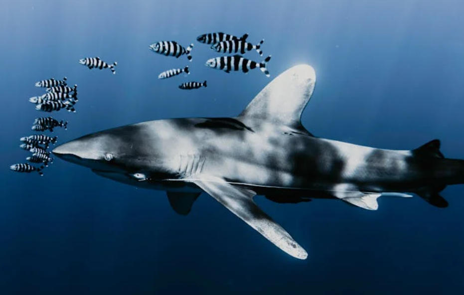 10 Spiritual Meanings of Dreaming About Eating Shark