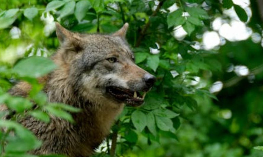 9 Spiritual Meanings of Dreaming of Catching Wolves