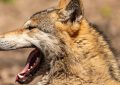 9 Spiritual Meanings of Dreaming of Killing a Wolf