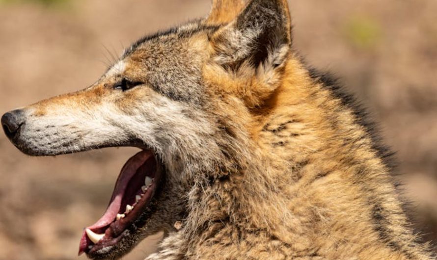 9 Spiritual Meanings of Dreaming of Killing a Wolf