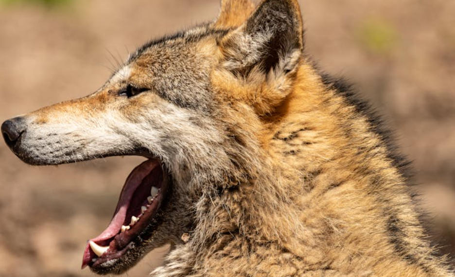 9 Spiritual Meanings of Dreaming of Killing a Wolf