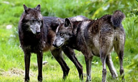 9 Spiritual Meanings of Dreaming of a Pack of Wolves