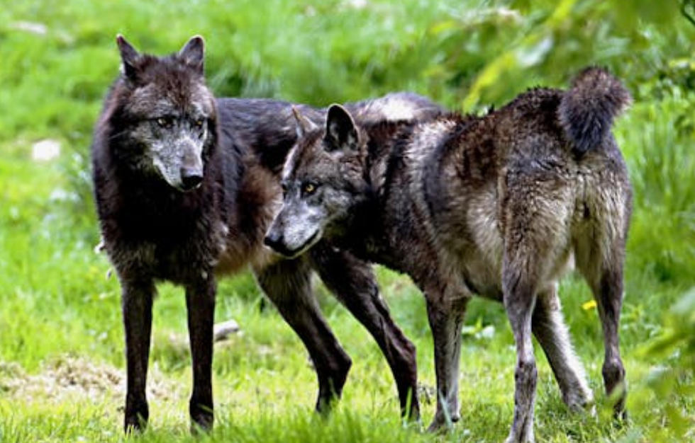 9 Spiritual Meanings of Dreaming of a Pack of Wolves