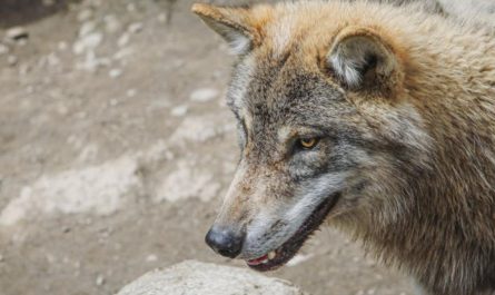 9 Spiritual Meanings of Dreaming of Being Bitten by a Wolf