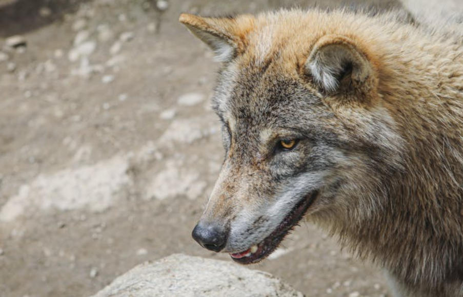 9 Spiritual Meanings of Dreaming of Being Bitten by a Wolf